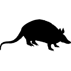 rat1