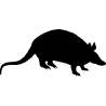 rat1