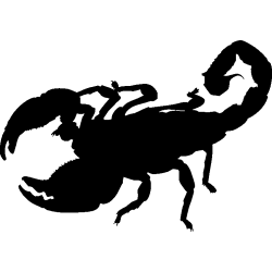 scorpion1