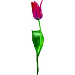fleur n838