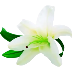 fleur n839