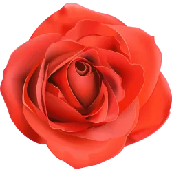 rose n842