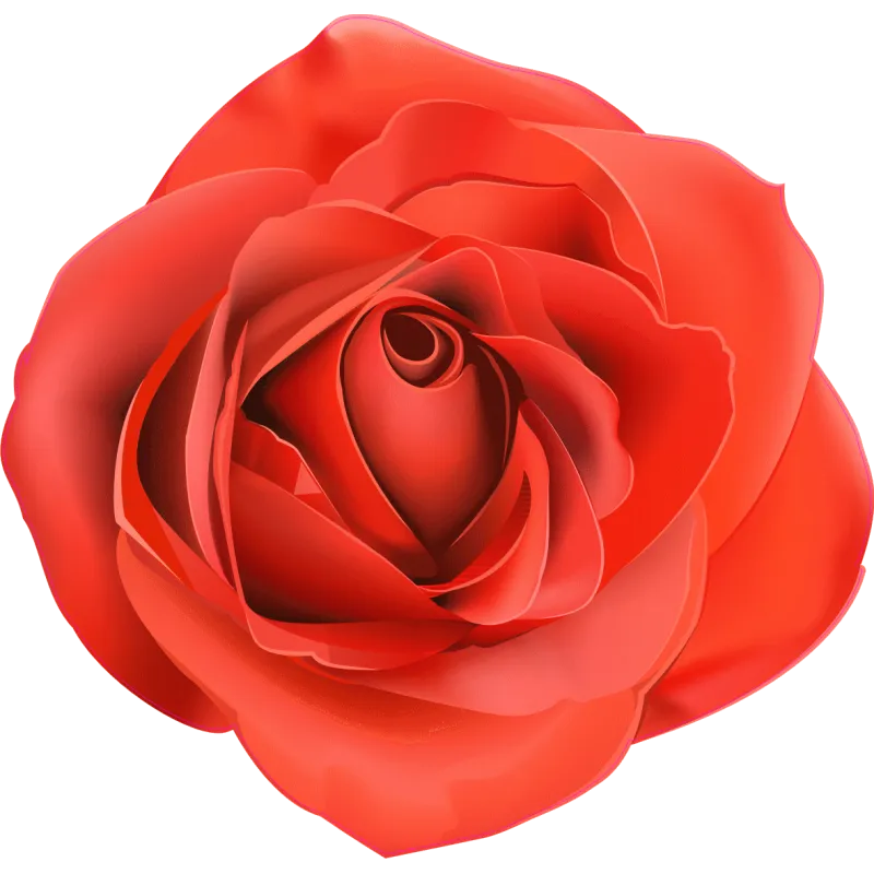 rose n842