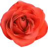 rose n842