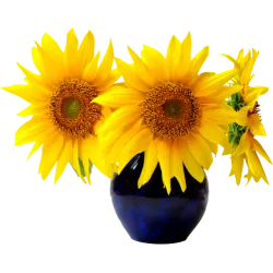Vase tournesol