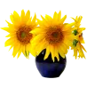 Vase tournesol