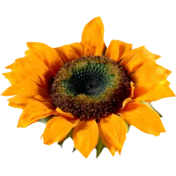 Tige tournesol