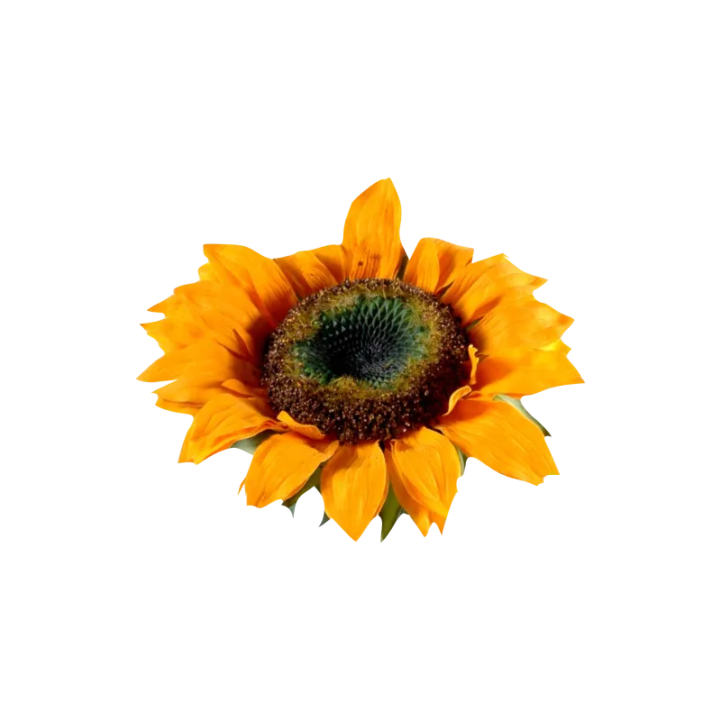 Tige tournesol