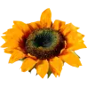 Tige tournesol