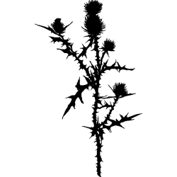 fleurs design 2