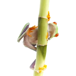 tortue