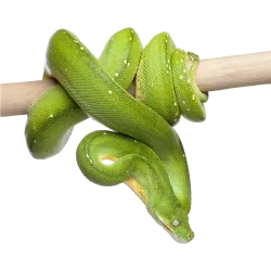 Caméléon