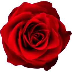 Autocollant Rose Rouge