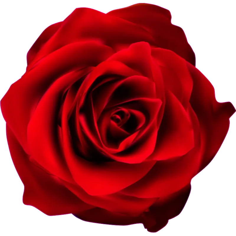 Autocollant Rose Rouge