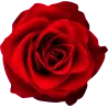 Autocollant Rose Rouge