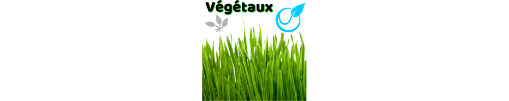Stickers végétaux